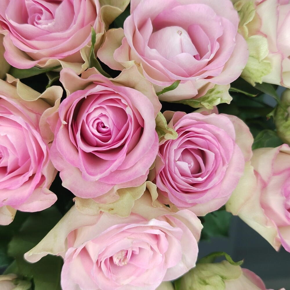 🌸 Раза 🌸 50 см под ленту