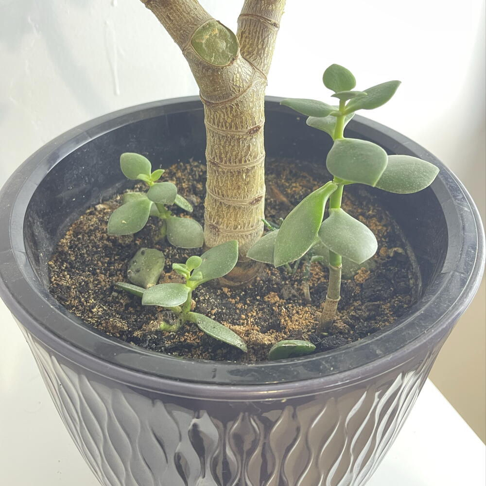 Толстянка 💚