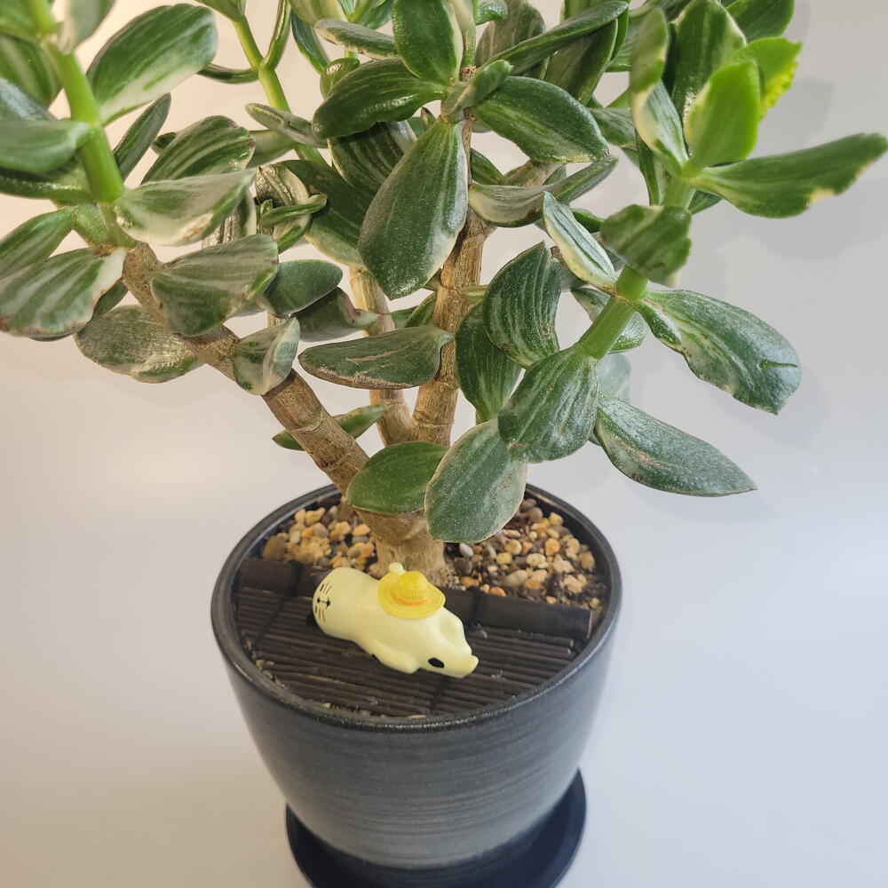 Кошка под деревом