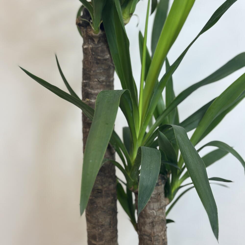 Юкка 🌿