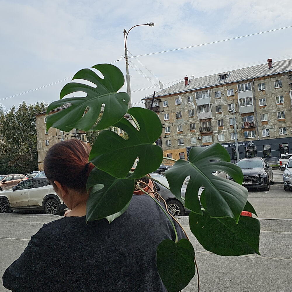 Монстера Делициоза