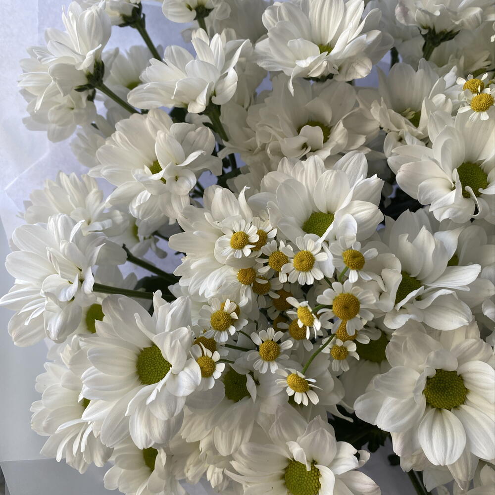 Букет «Раз ромашка, два ромашка»🌸🤍