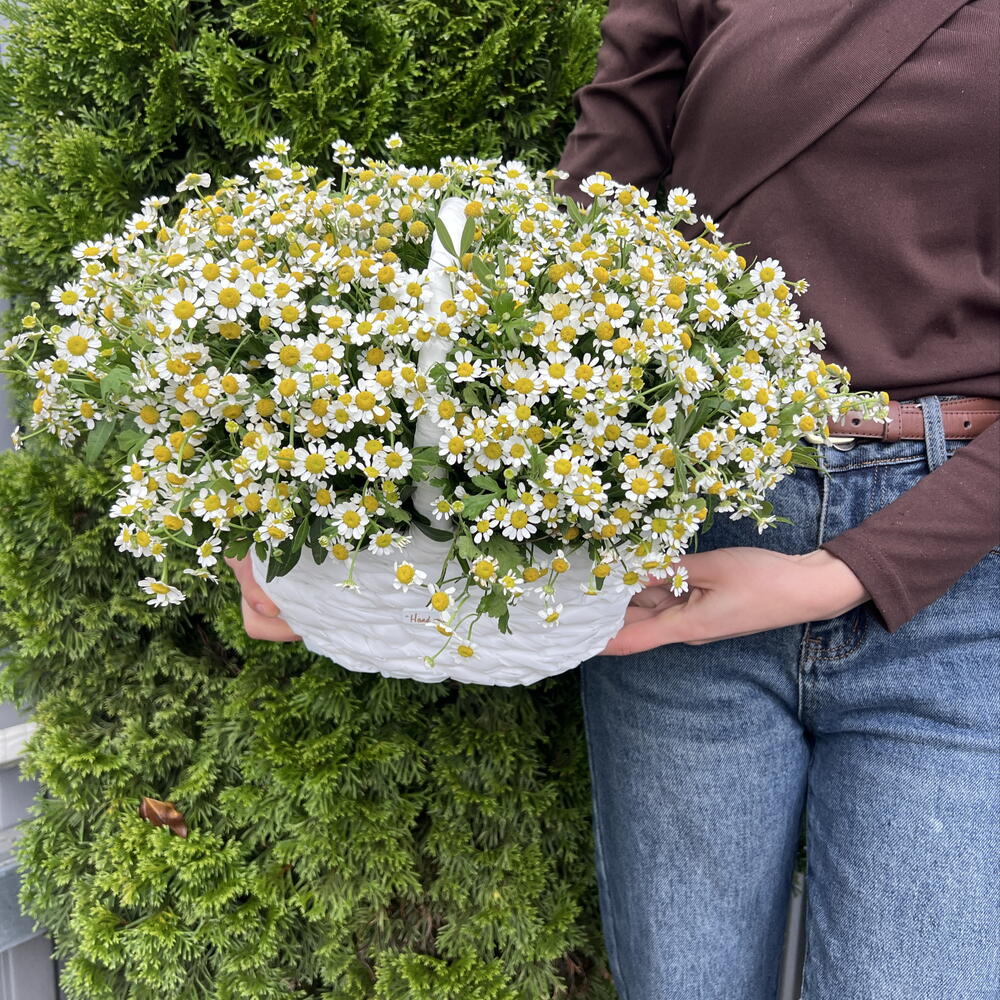 Корзина Матрикари 💐💐💐