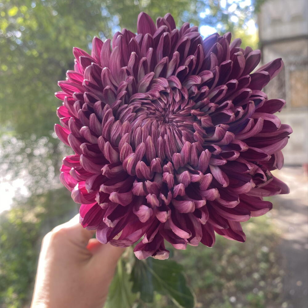 Хризантема бигуди 🎀