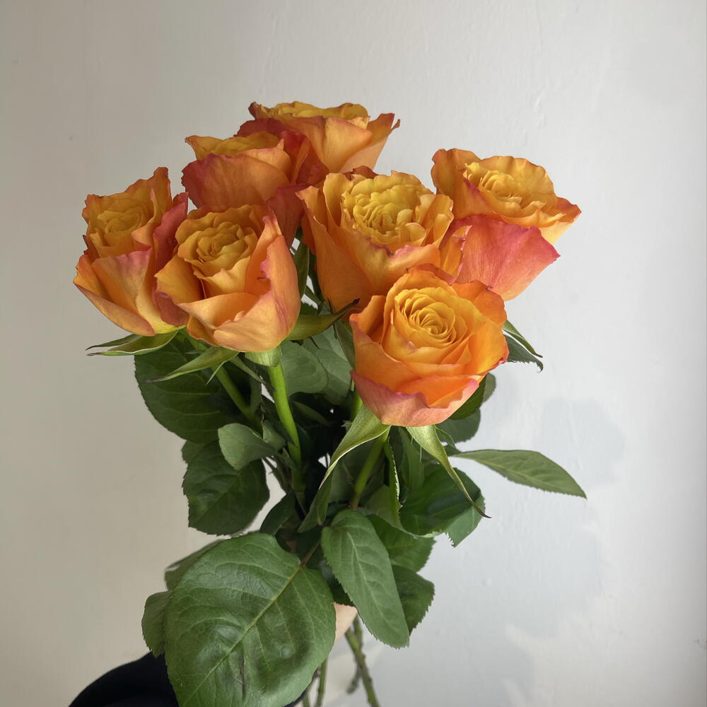 Розы рыжие 🧡7