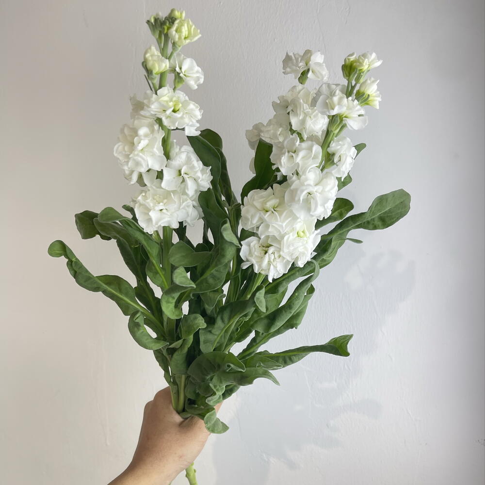 Метиолла белая 3