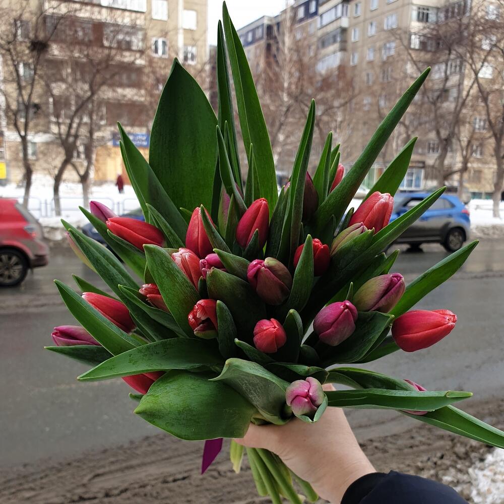 25 тюльпанов