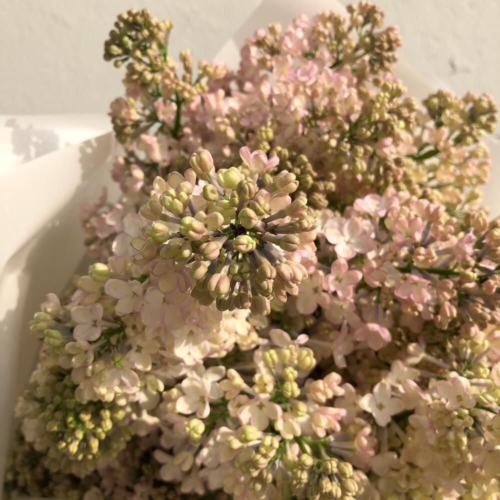 Lilac