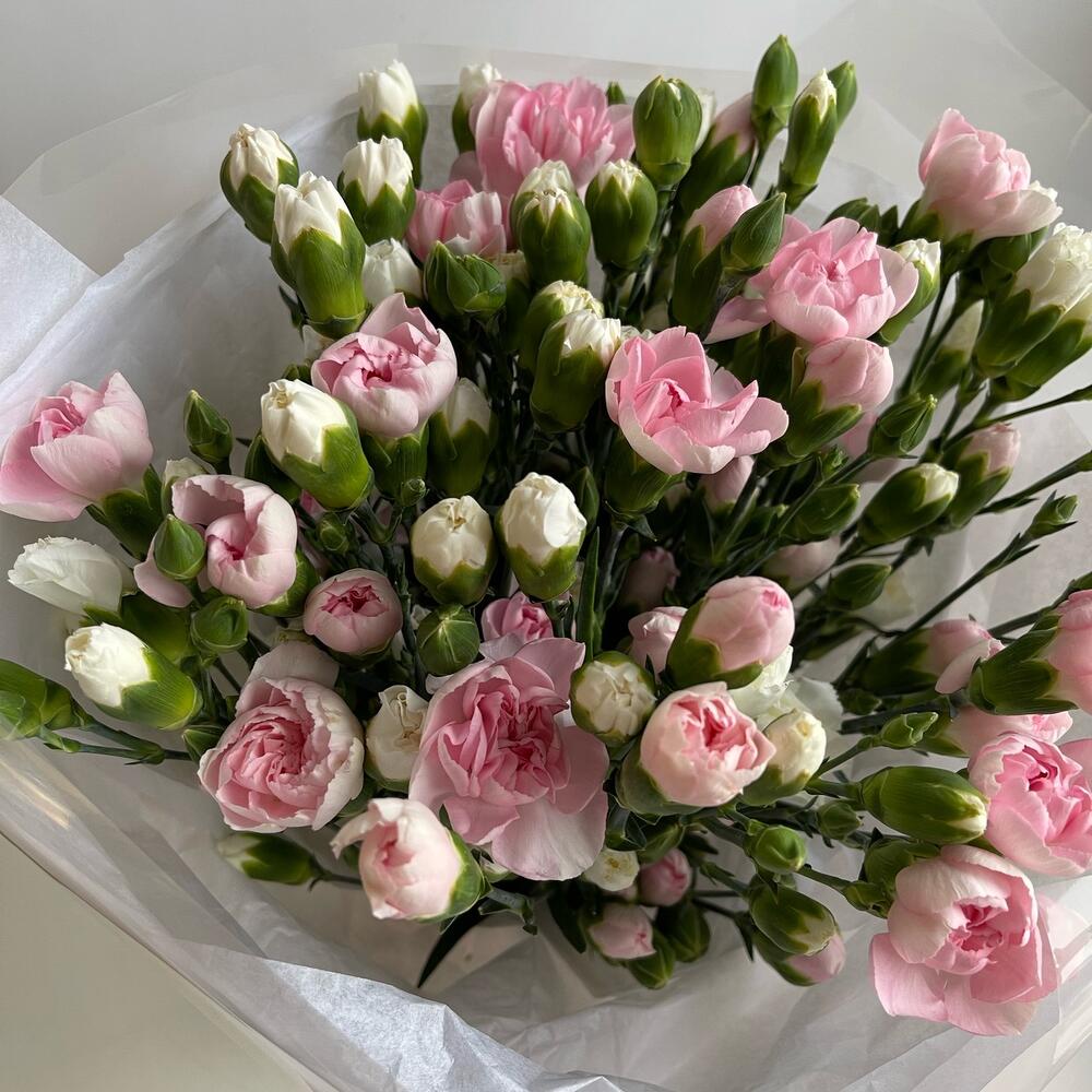 25 кустовых  гвоздик