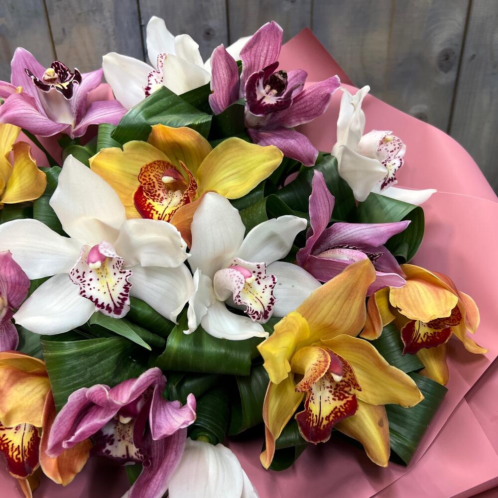 Cymbidium magnífico