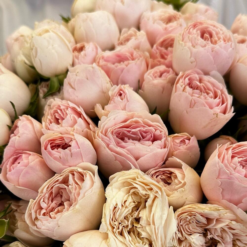 ✅✅✅Нежные пион розовые розы перевязанные лентой 💝