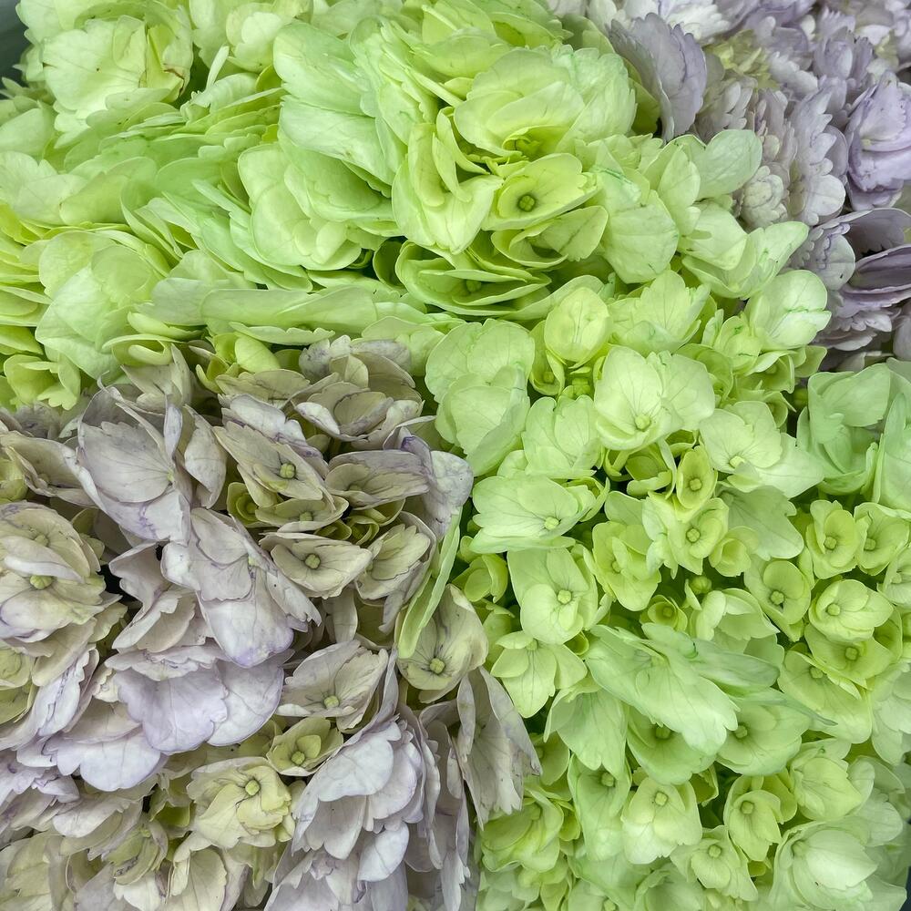 Bouquet with hydrangea