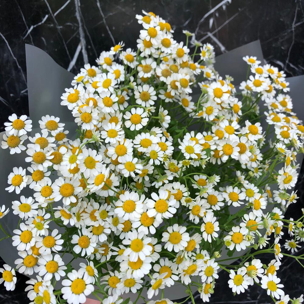 Ромашки