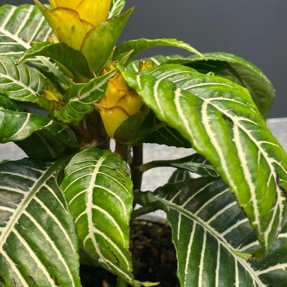 Aphelandra