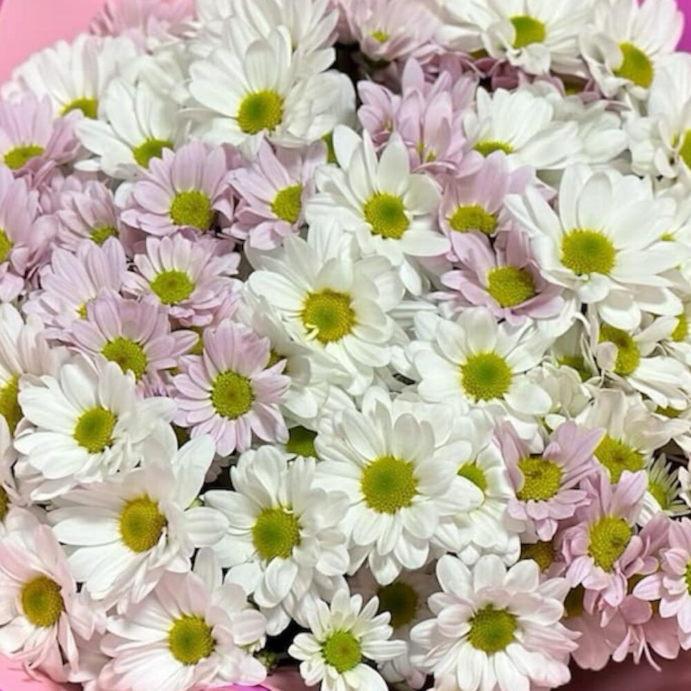 Букет из розовых и белых хризантем