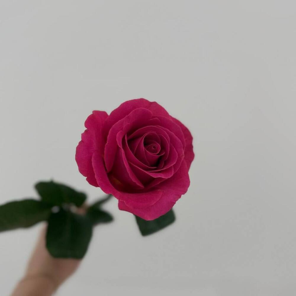 Розы сорта "pink floid"