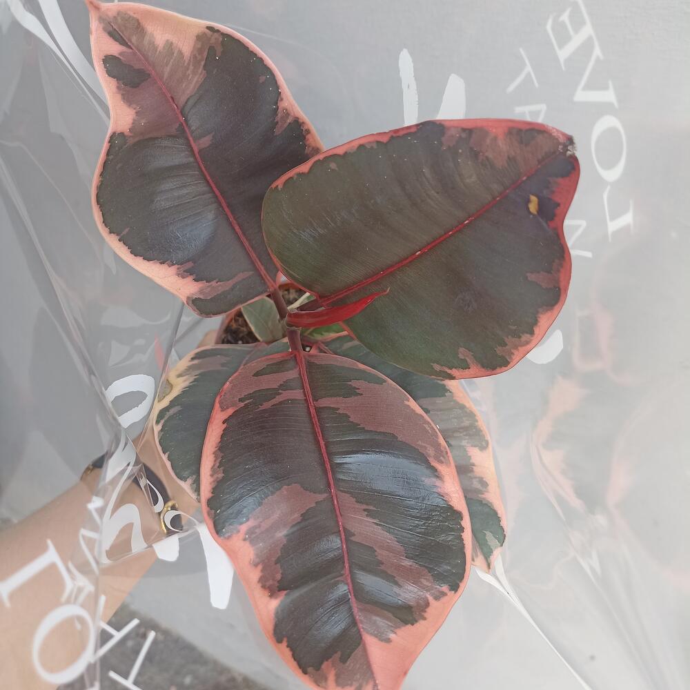 Ficus