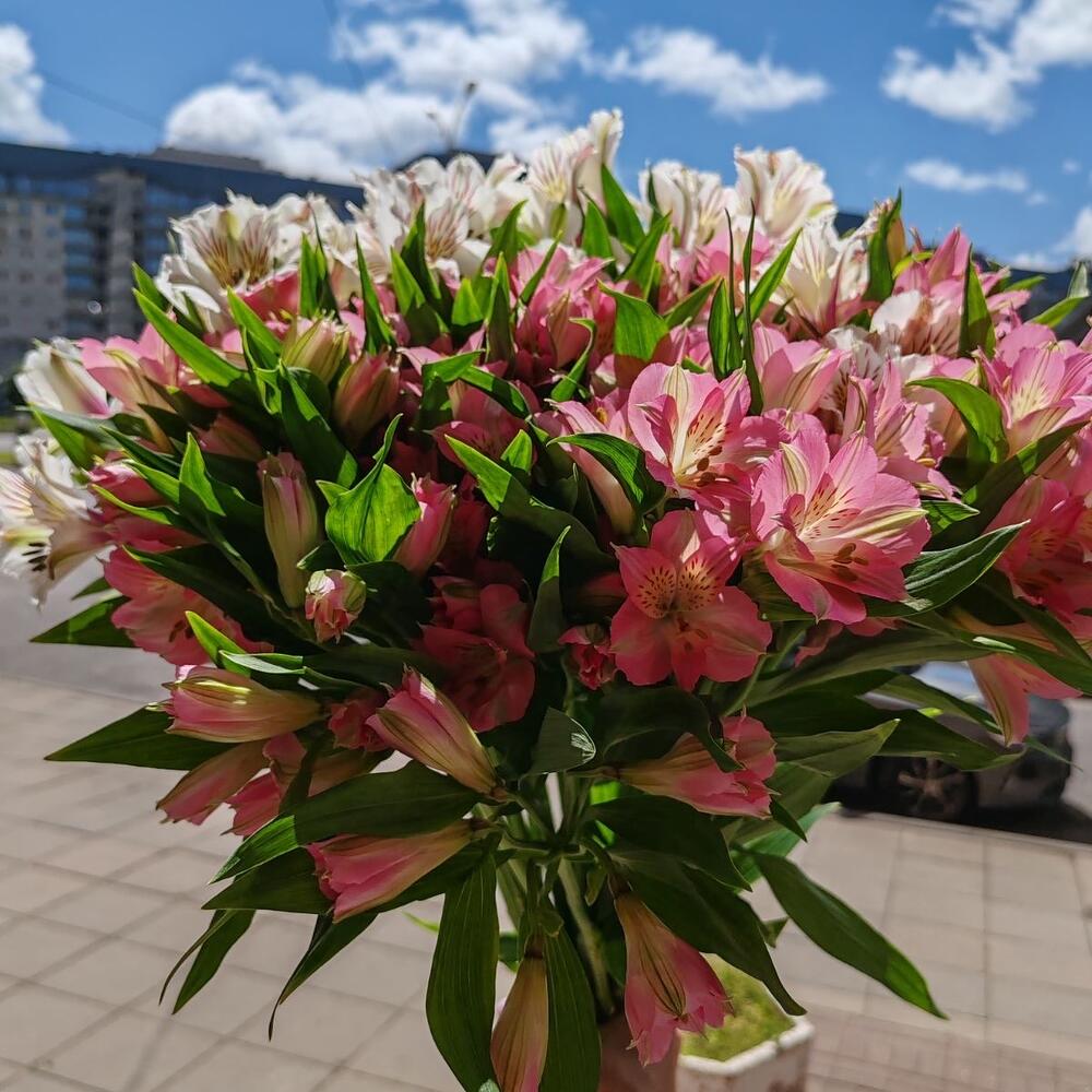 Альстромерия микс