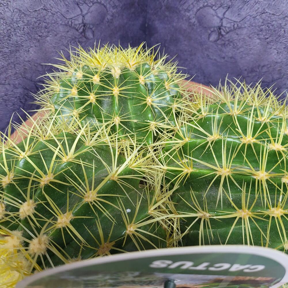 Королевский кактус