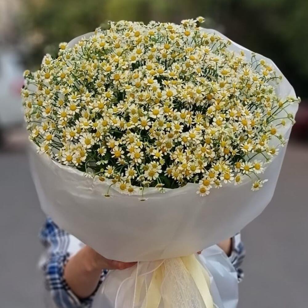 Ромашки танацетум
