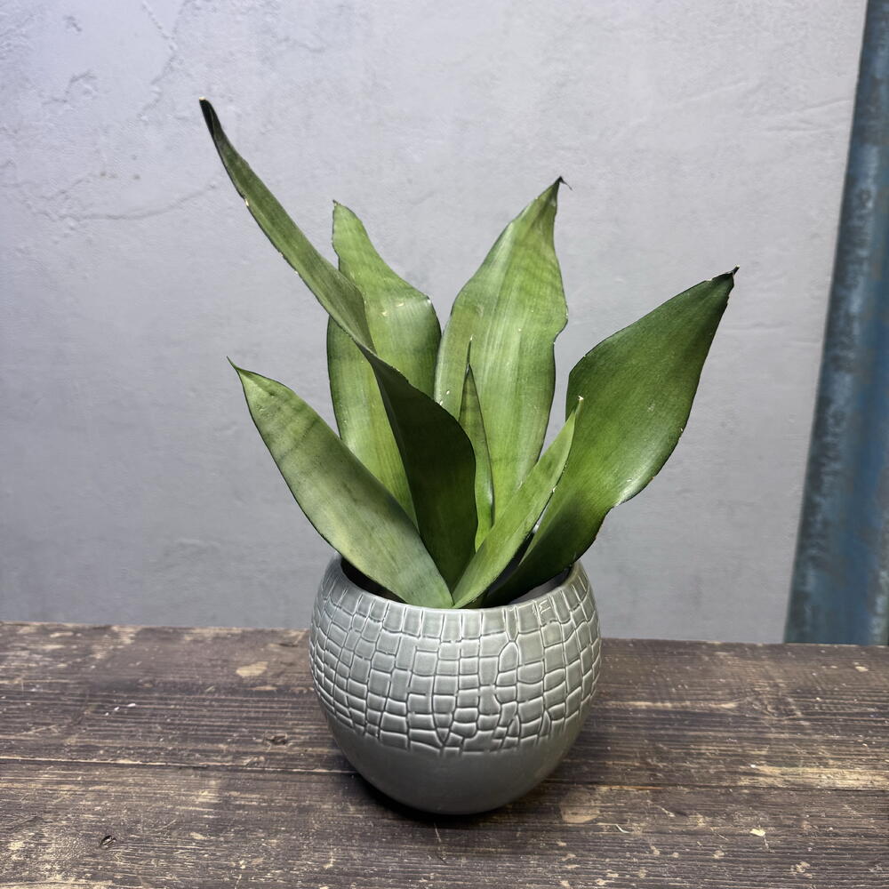 Комнатное растение Сансевиерия Муншайн (Sansevieria Moonshine)