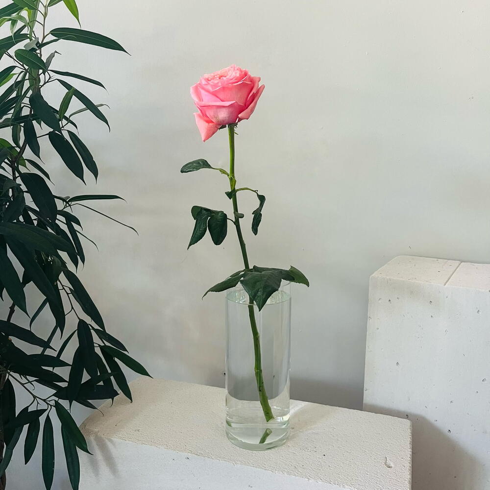 Роза Pink Expression (Пинк Экспрешн)