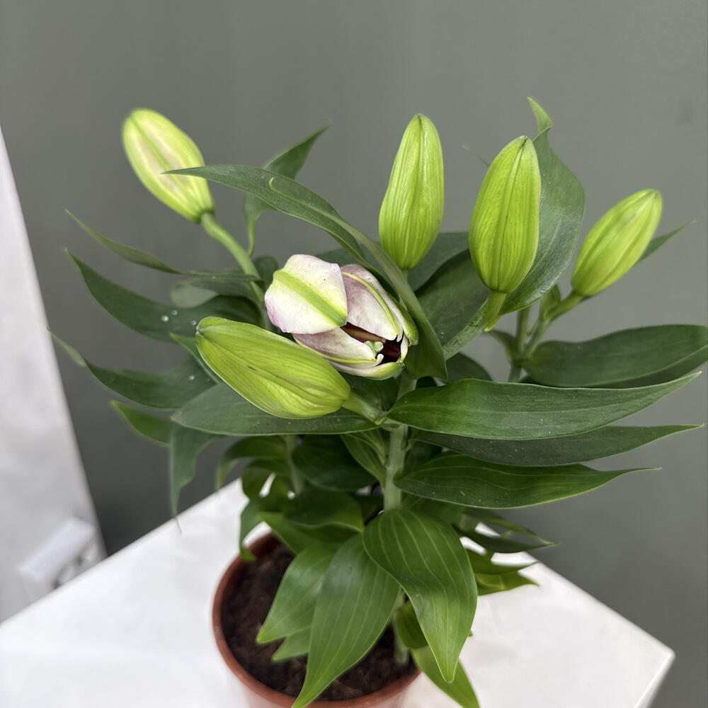 Лилия / Lilium