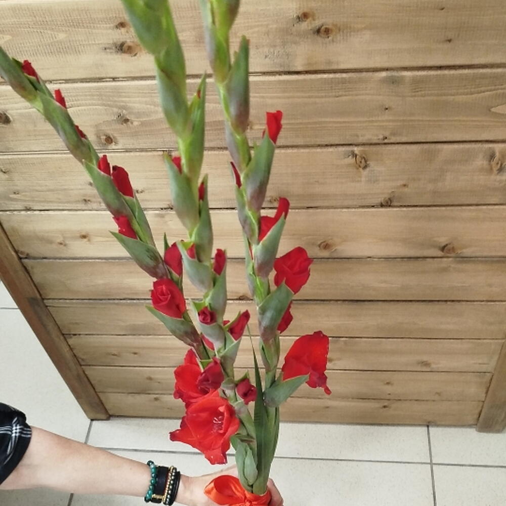 Три алых гладиолуса
