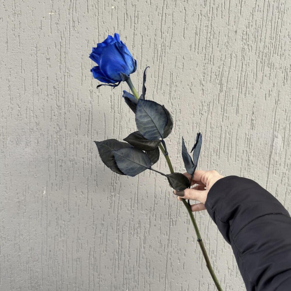 Роза синяя