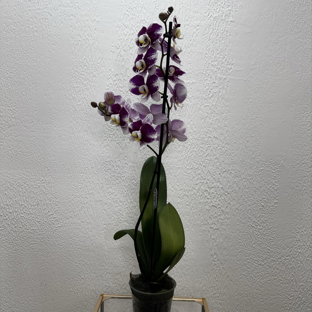 Орхидея Фаленопсис «Violet»