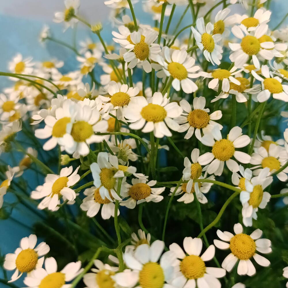Ромашки