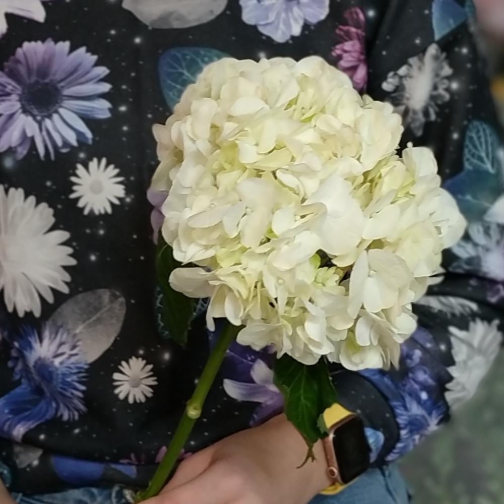 Гортензия белая