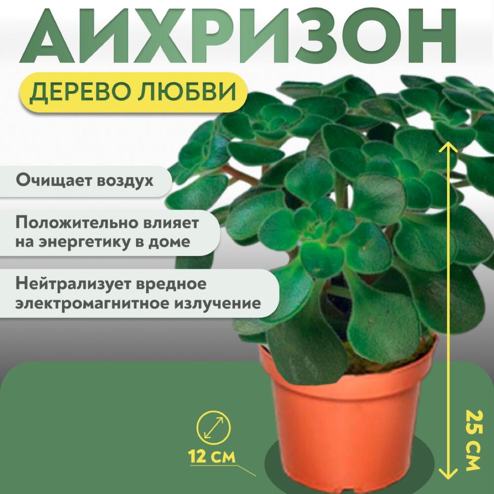 Аихризон Дерево Любви Aichryson, Живые растения в Москве, купить по цене  3500 руб, Цветы в горшках в Дом Цветов с доставкой | Flowwow