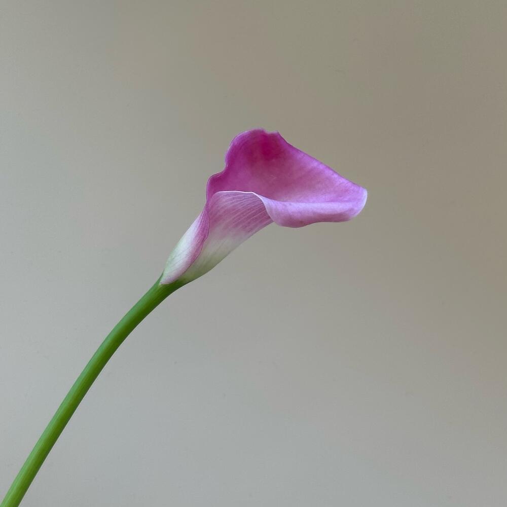 Калла