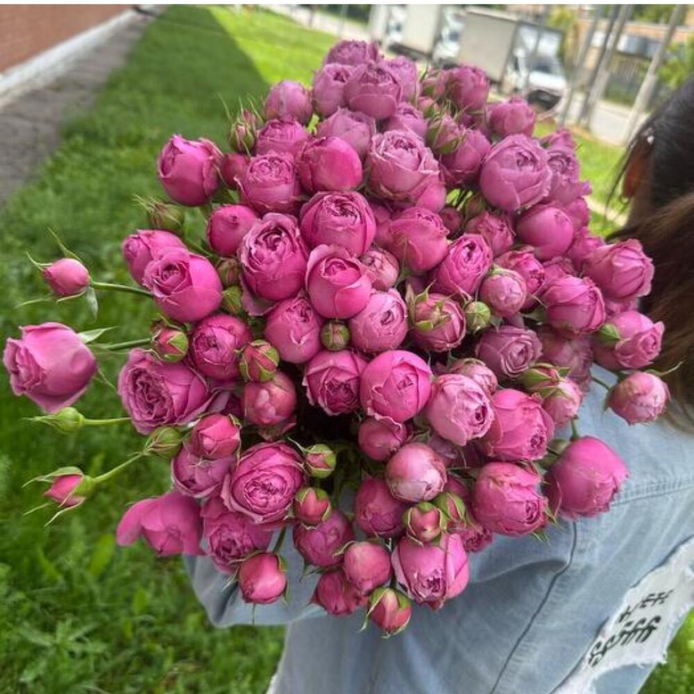 Розовые Спрей Розы