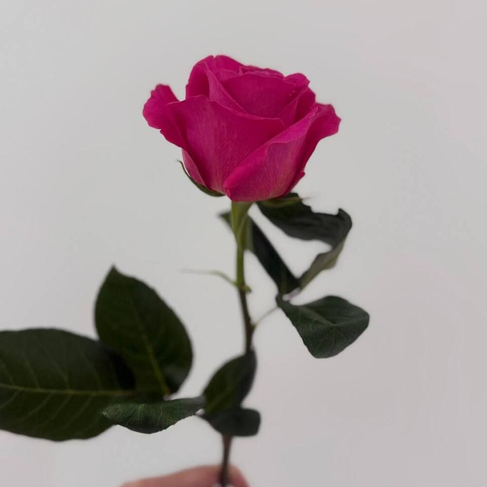 Розы сорта "pink floid"