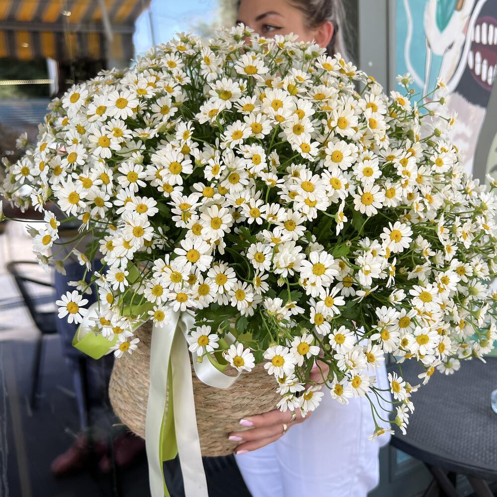 Basket of daisies