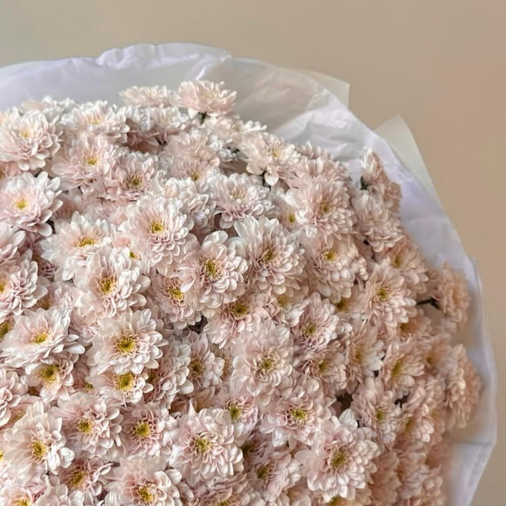 Хризантема 🌸