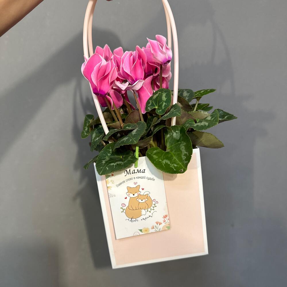 Цикламен  набор