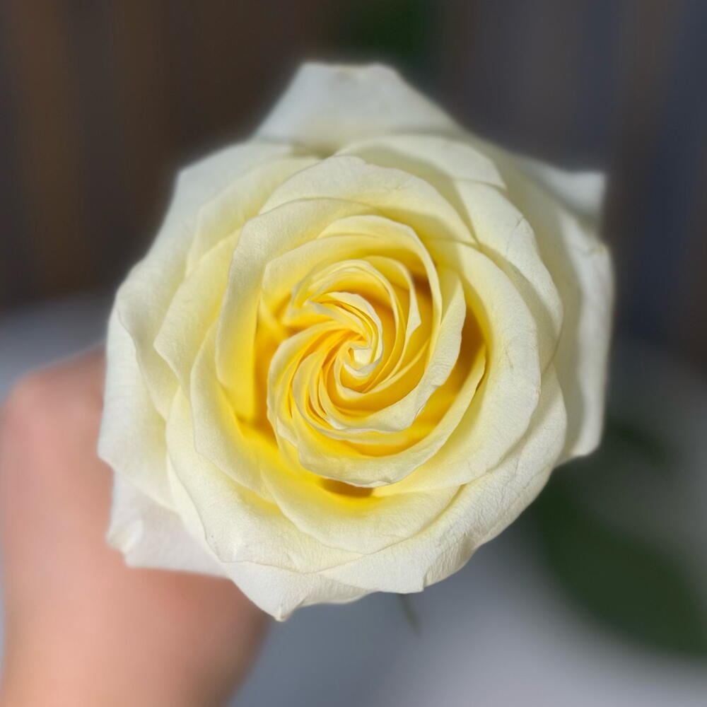 Роза кэндлайт