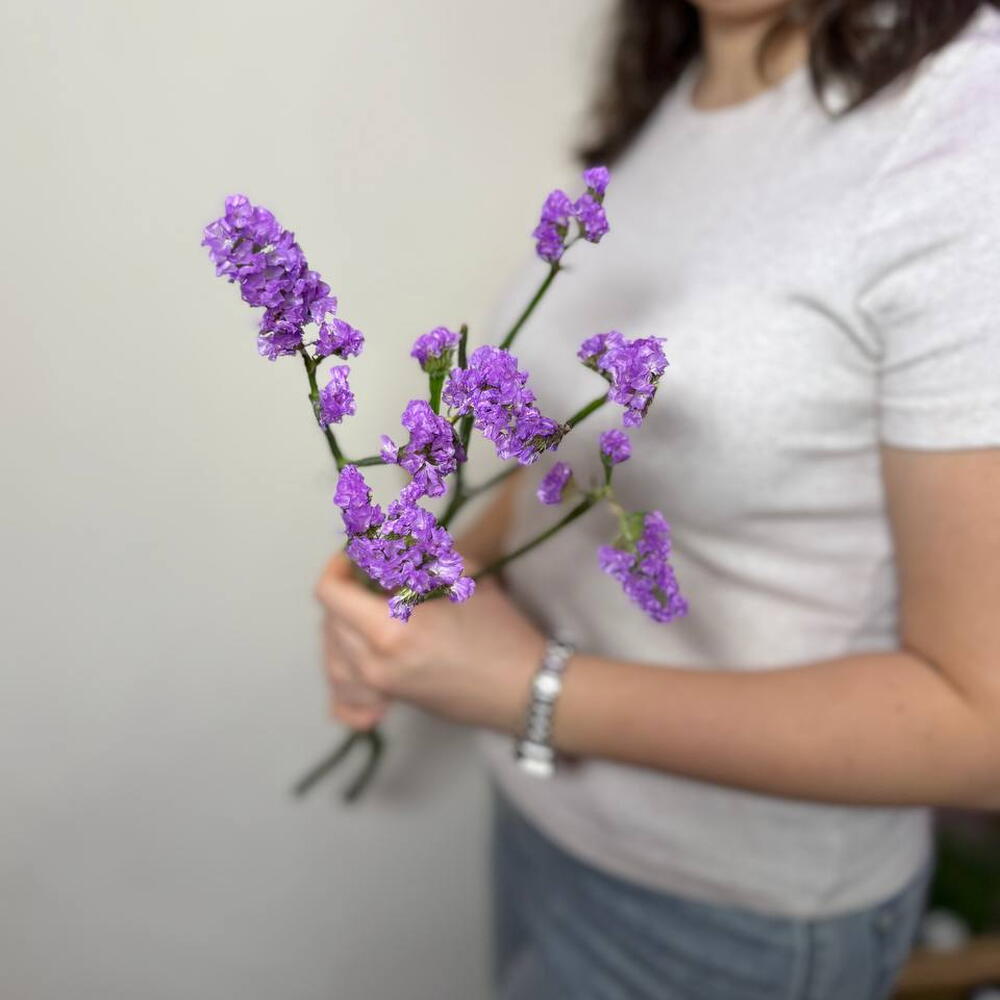 Статица фиолетовая