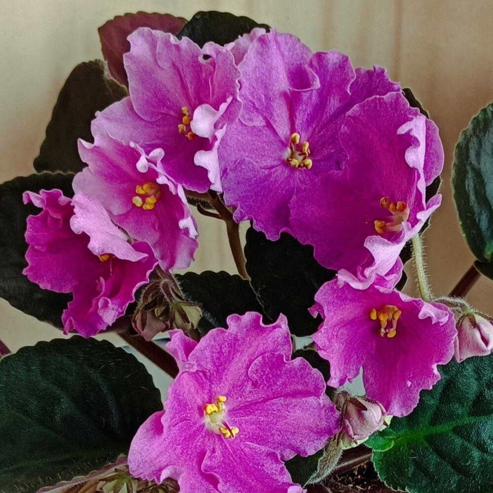 Фиалка (*58)