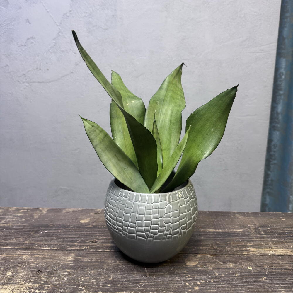 Комнатное растение Сансевиерия Муншайн (Sansevieria Moonshine)