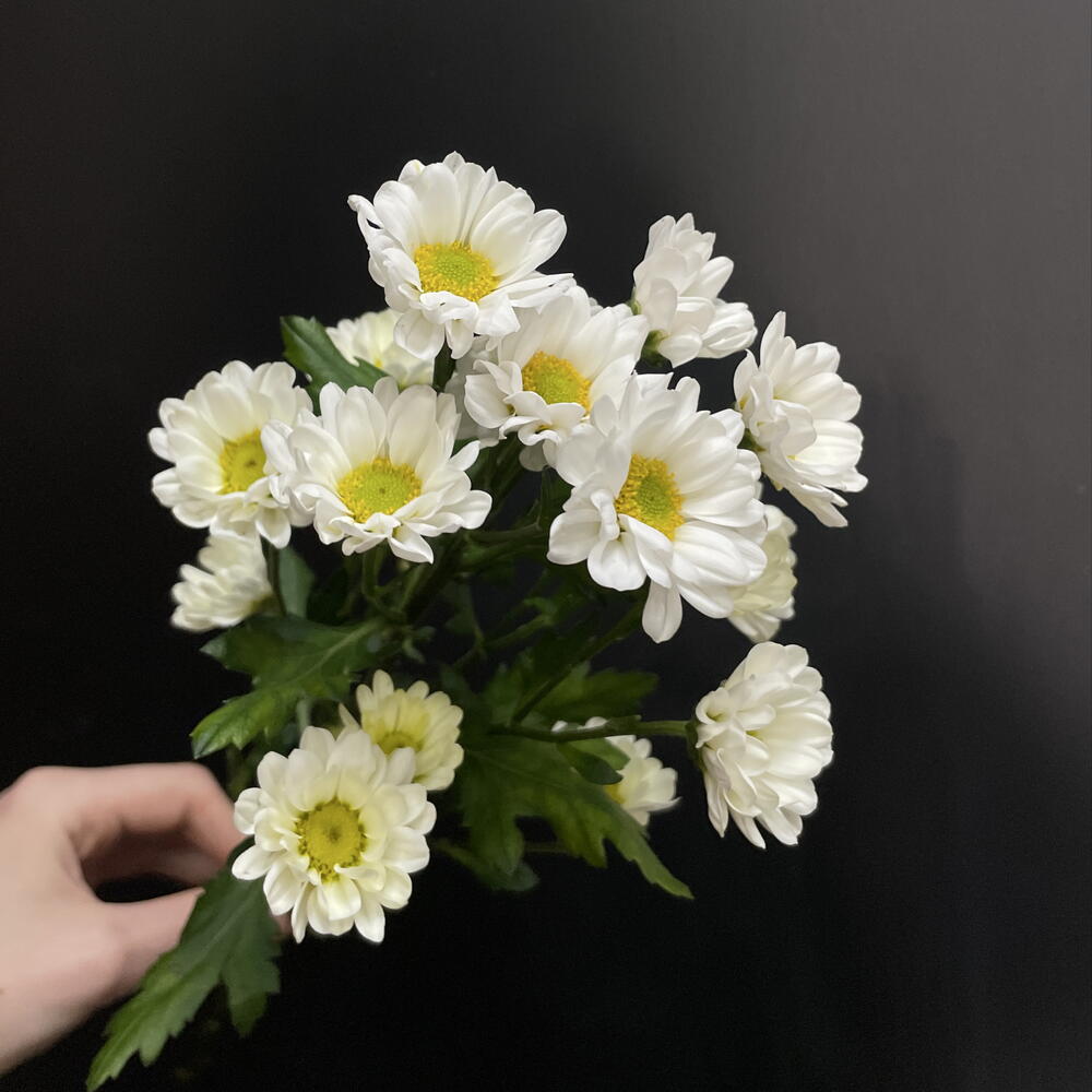 Сантини