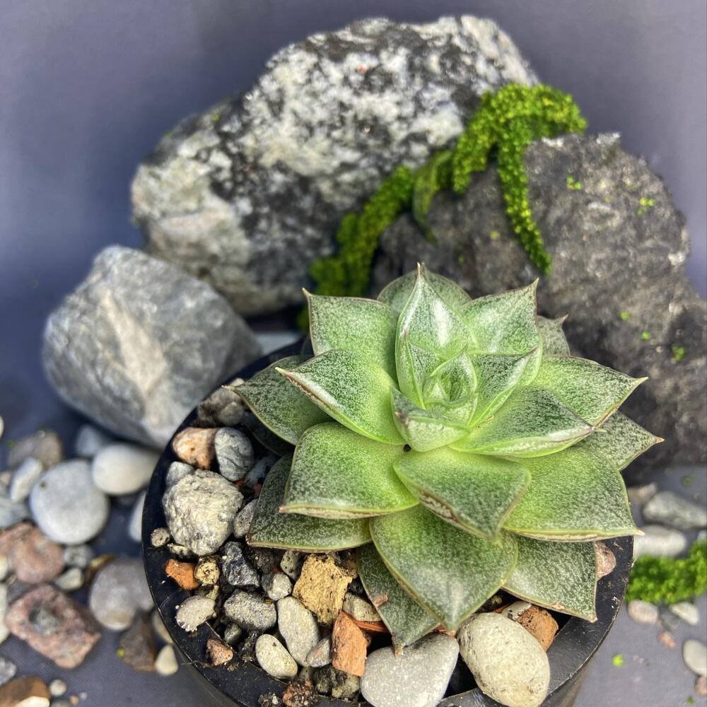 Эхеверия Пурпузорум / Echeveria purpusorum