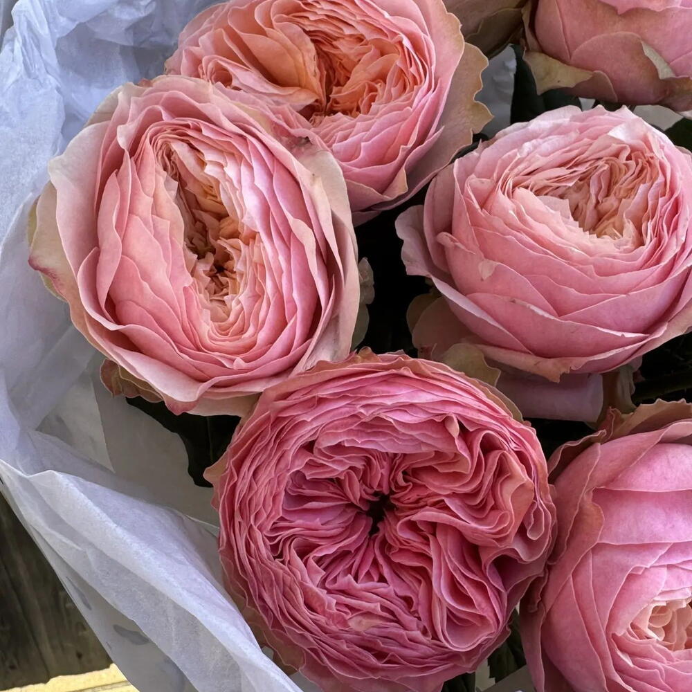 Пиончики🌸😍