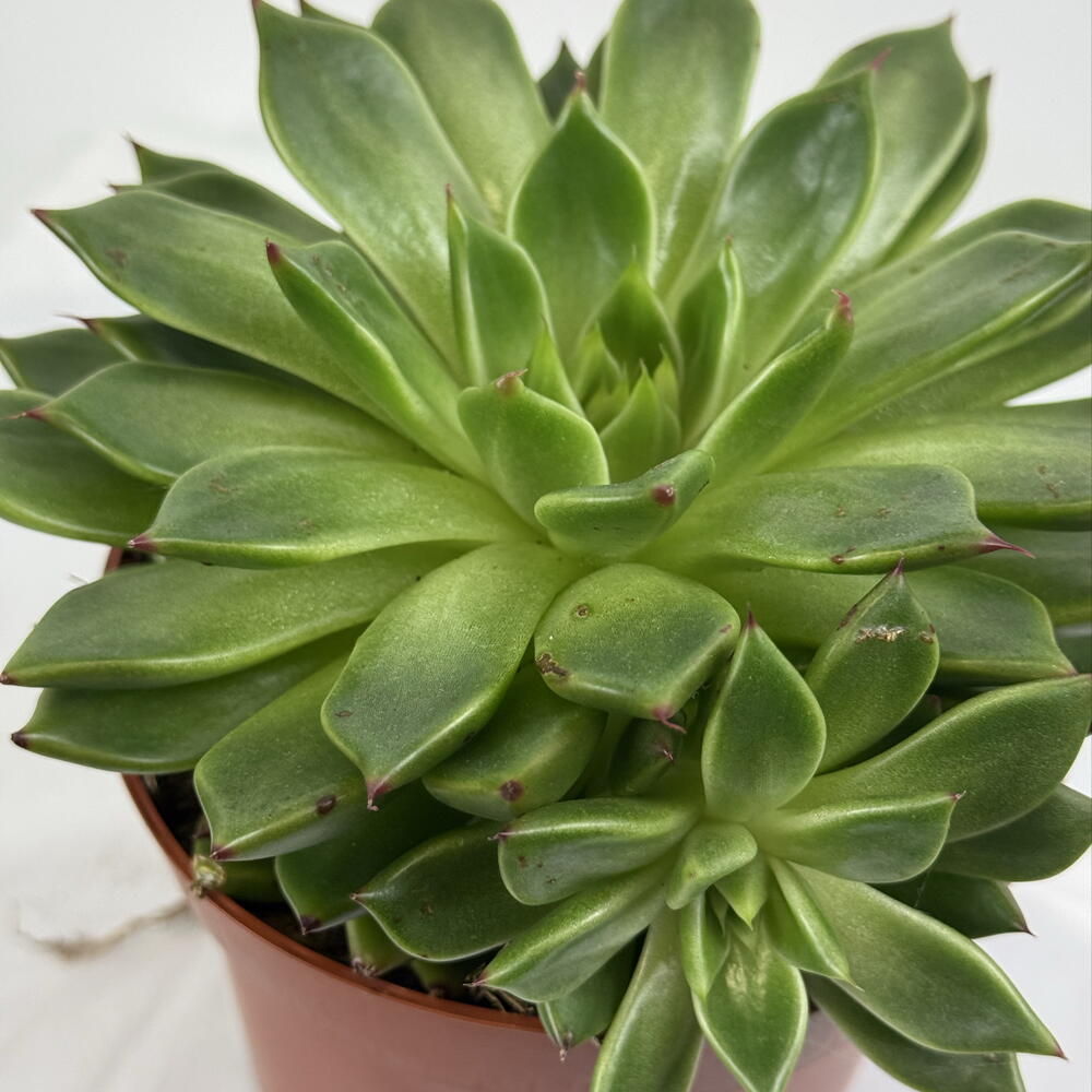 Кактус 🌵