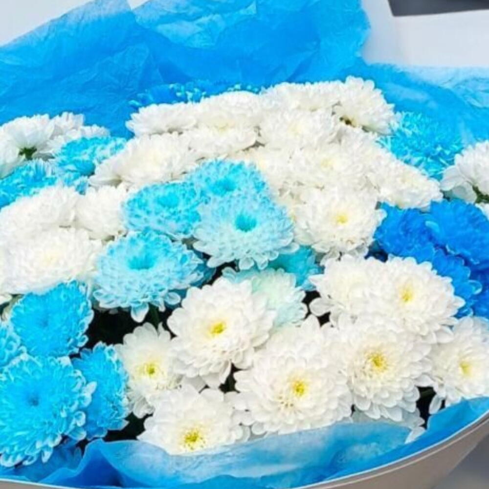 Большой букет из бело-голубых кустовых махровых хризантем