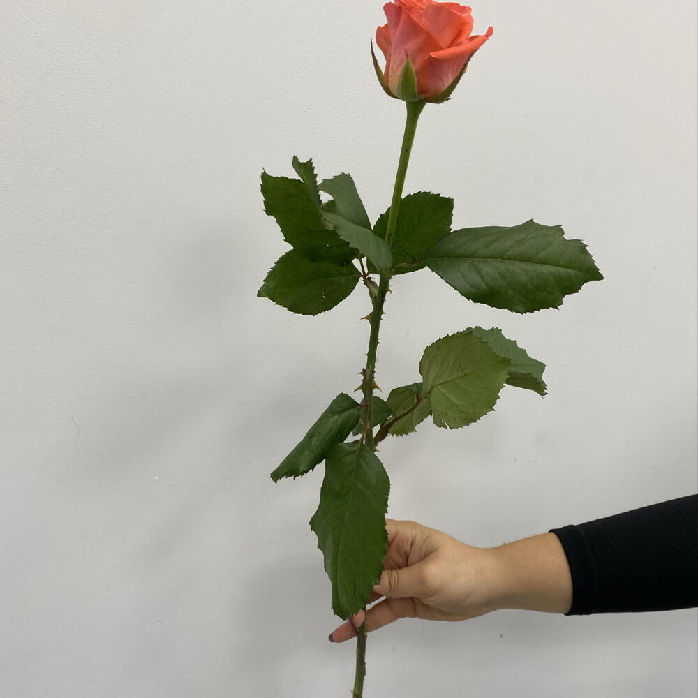 Коралловая Роза Вау