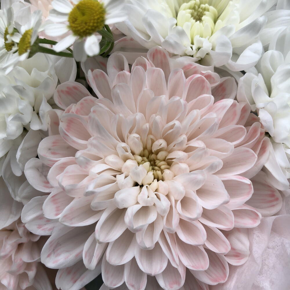 Лучик ромашки 🌼